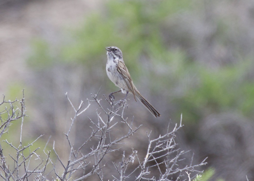 Sagebrush Sparrow - Jon Isacoff