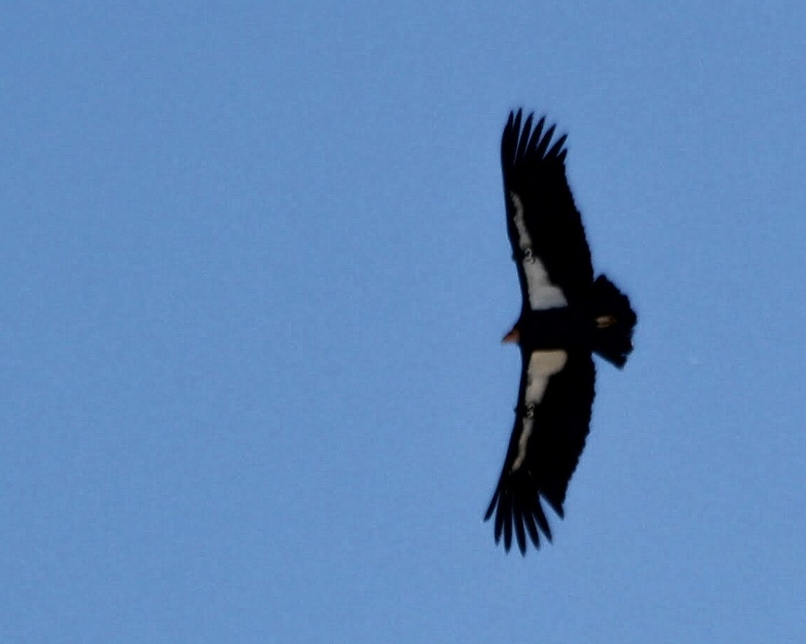 Condor de Californie - ML104054981