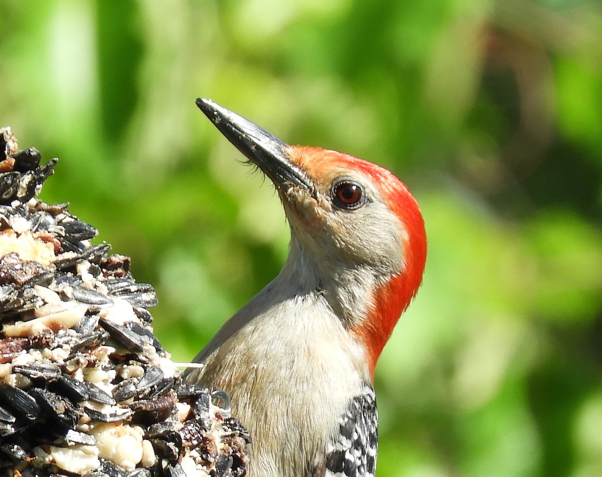 Red-bellied Woodpecker - ML104056831