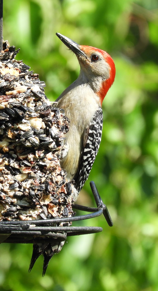 Red-bellied Woodpecker - Maureen Thomas-Murphy