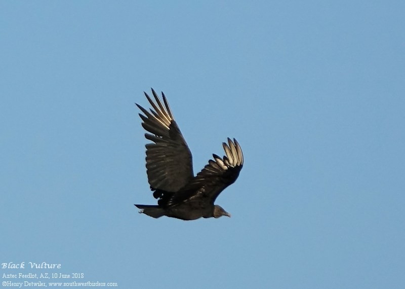 Black Vulture - Henry Detwiler
