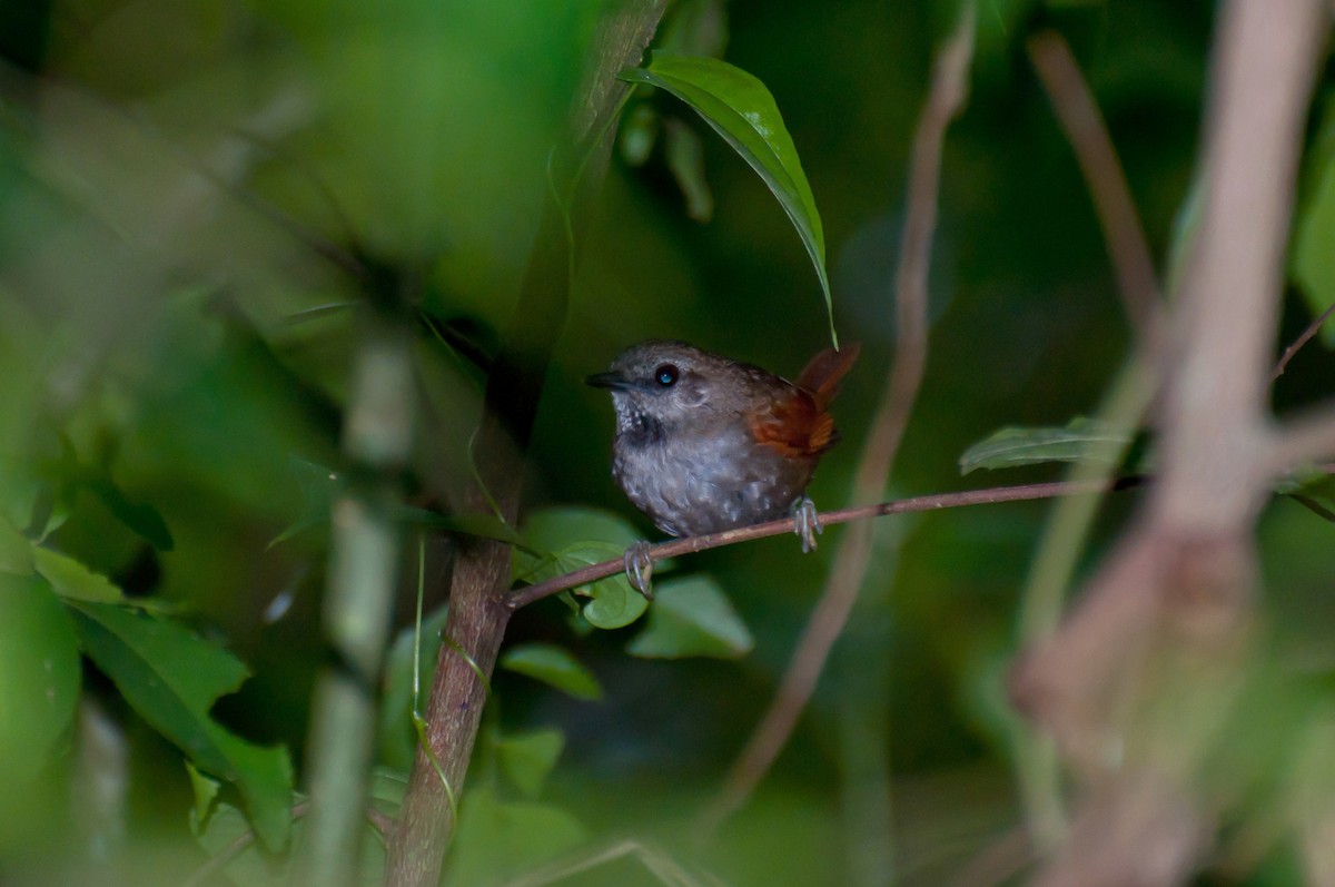 Gray-bellied Spinetail - ML104059761