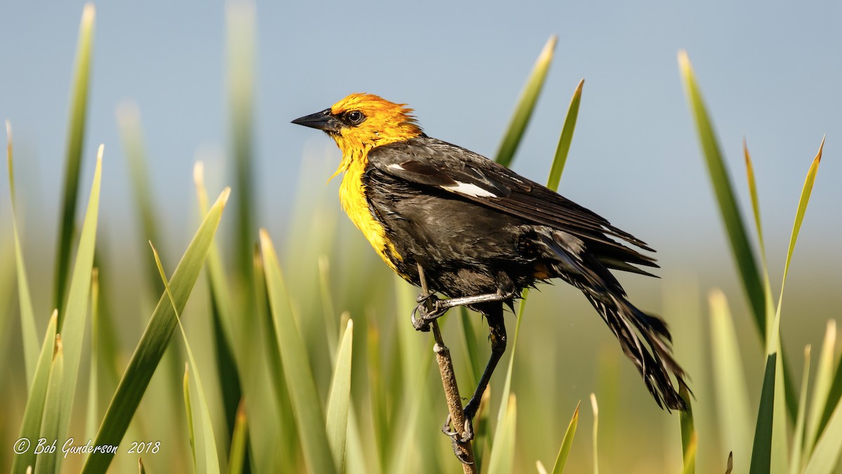 Yellow-headed Blackbird - ML104059861