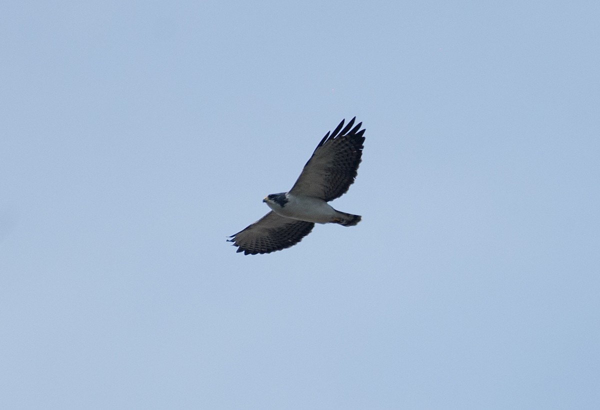 Short-tailed Hawk - LUCIANO BERNARDES