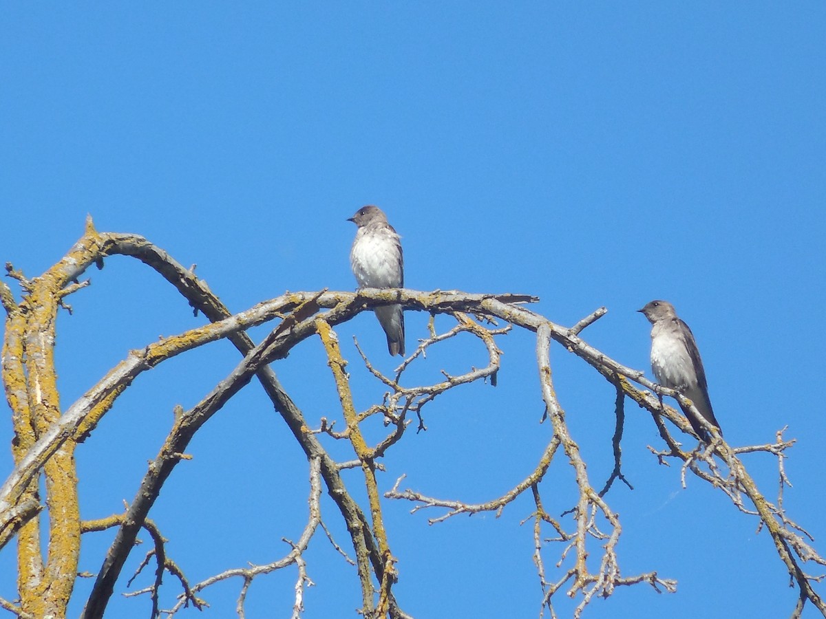 Northern Rough-winged Swallow - ML104076811