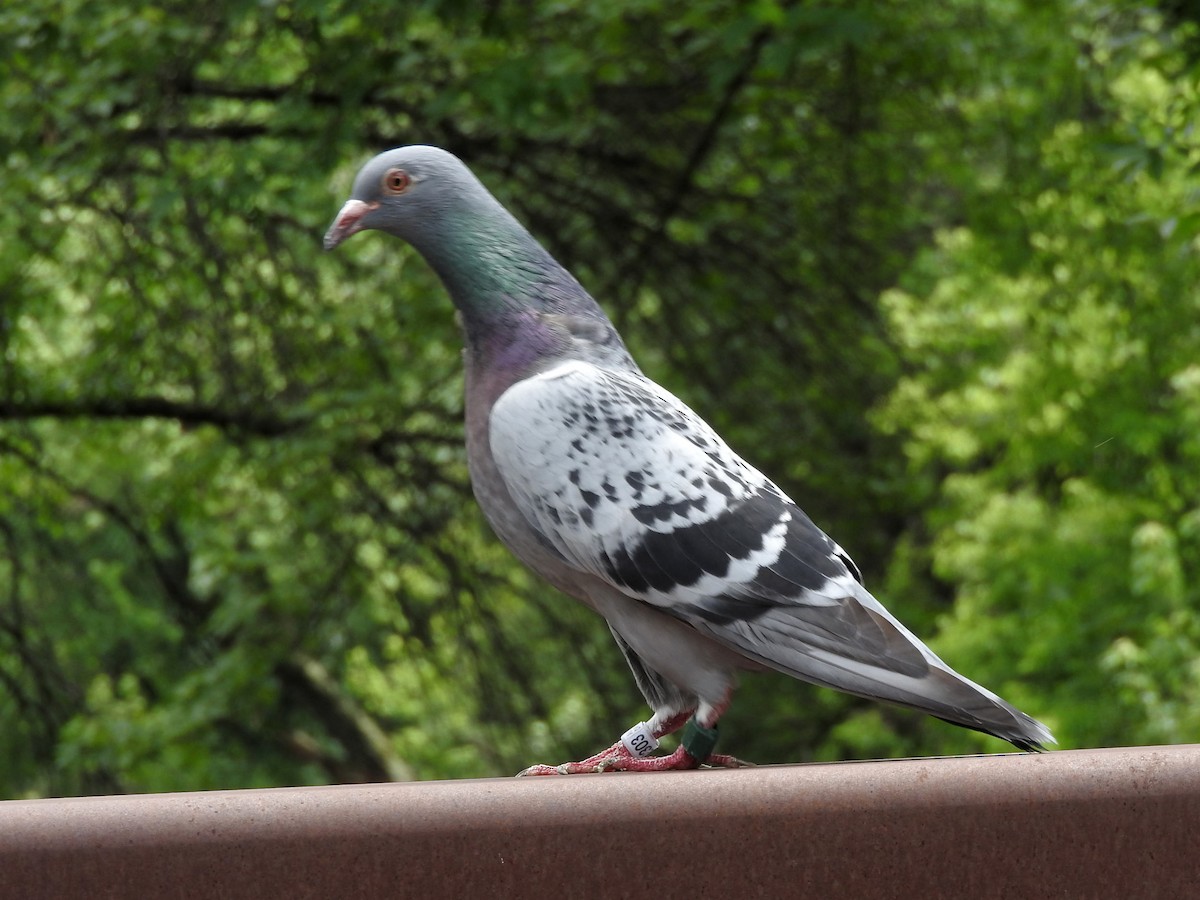 Rock Pigeon (Feral Pigeon) - Paul Suchanek
