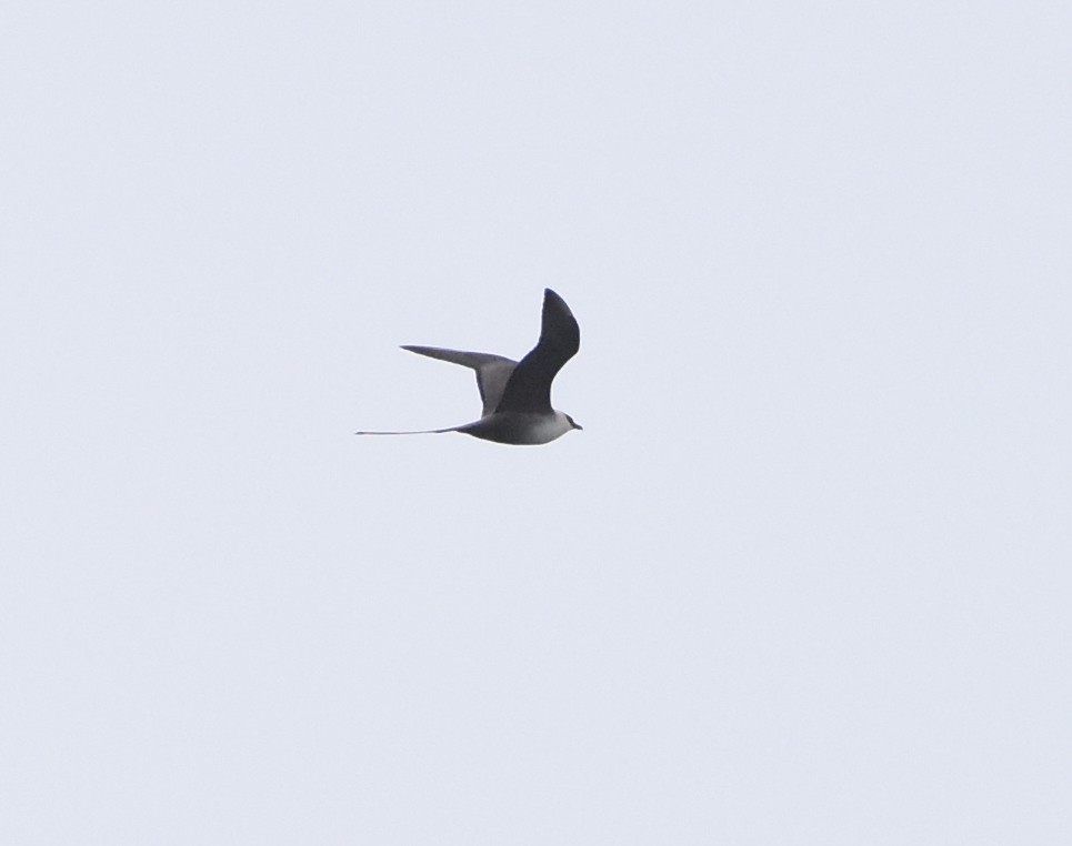 Long-tailed Jaeger - ML104079021