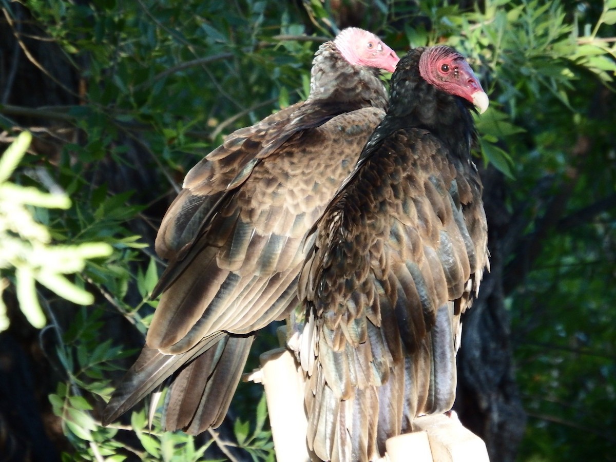 Turkey Vulture - Bill Ypsilantis