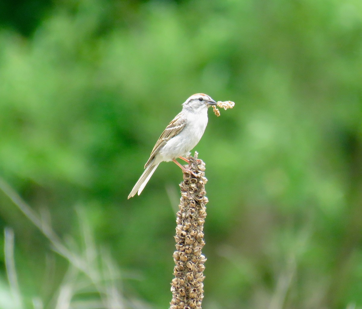 Chipping Sparrow - ML104080991