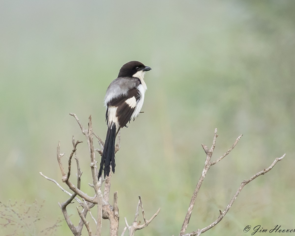Long-tailed Fiscal - ML104083161