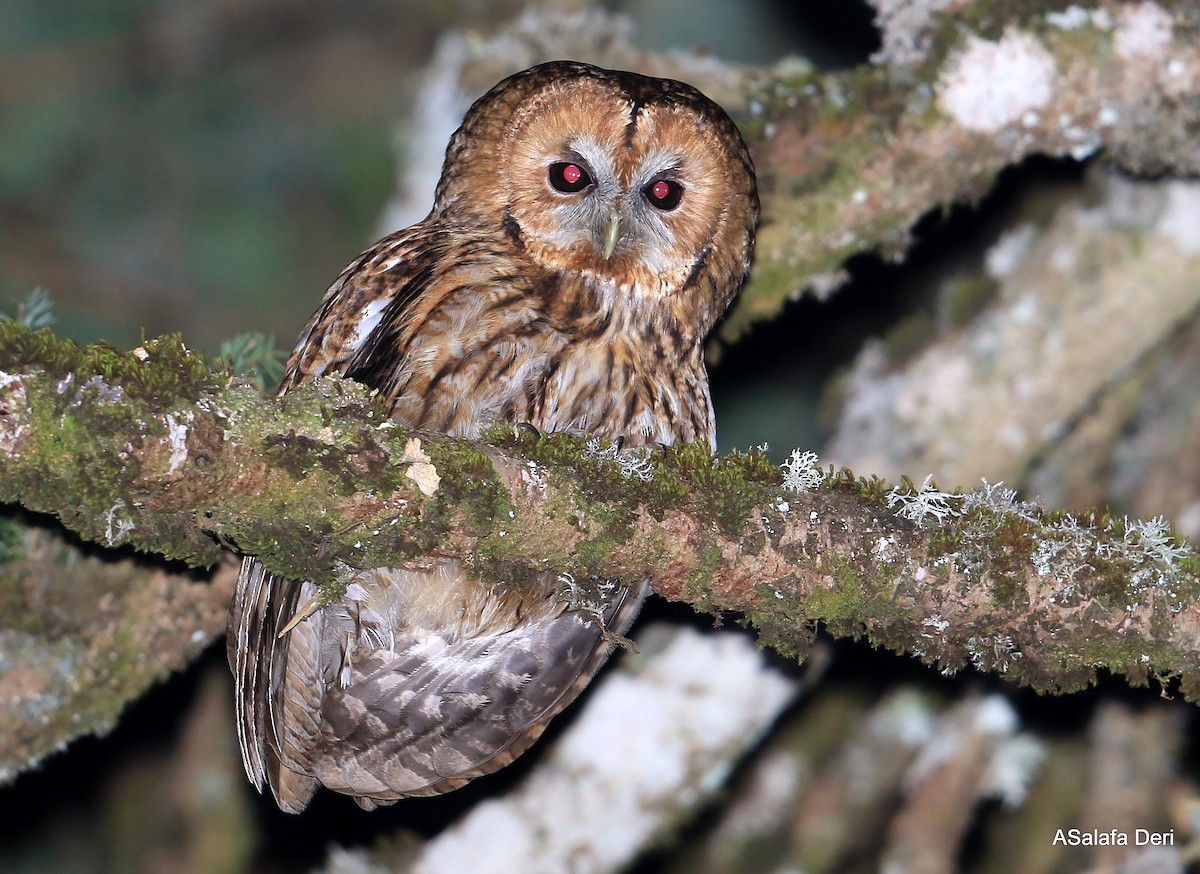 Tawny Owl - ML104088691