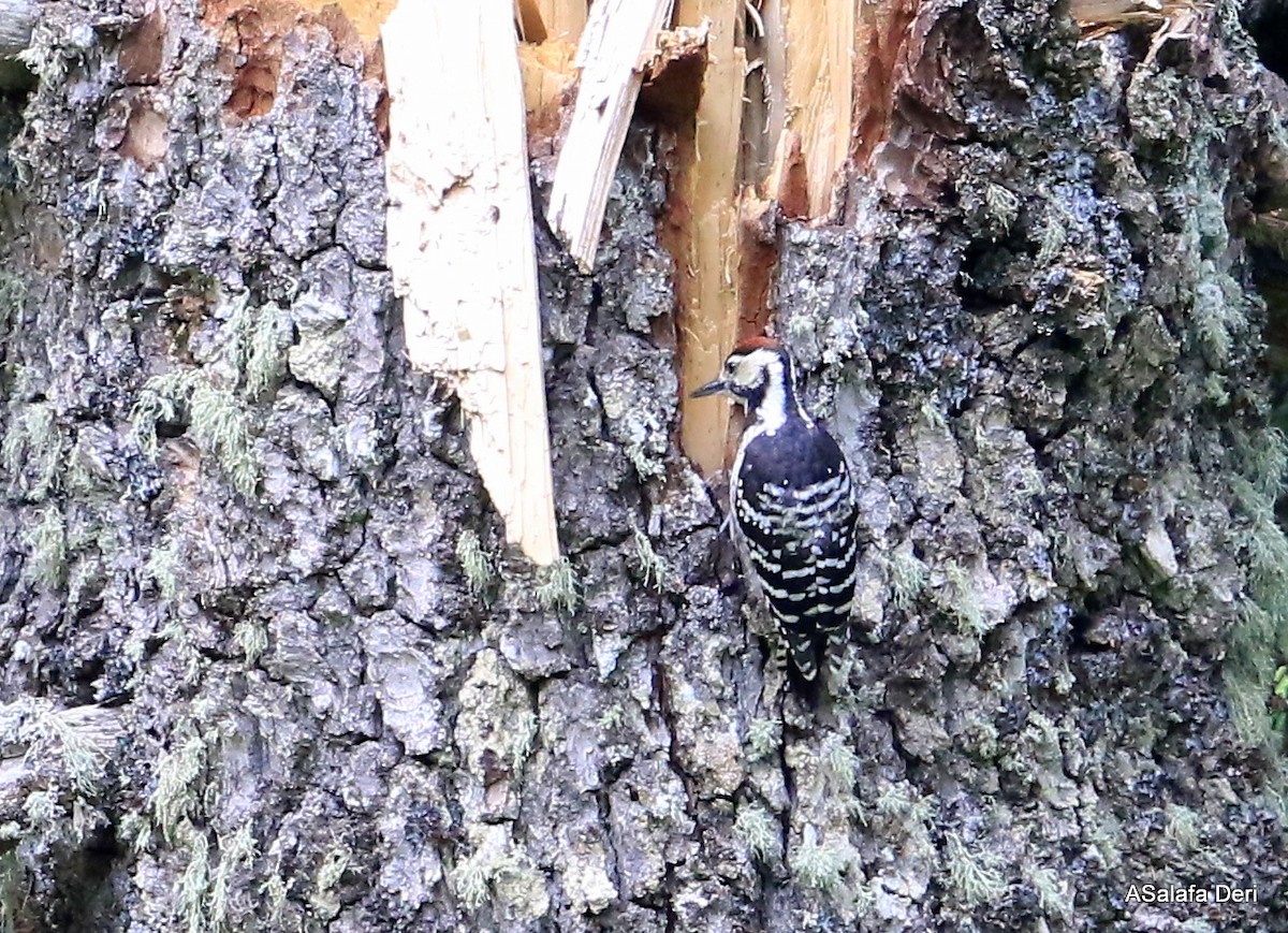 White-backed Woodpecker - ML104088911