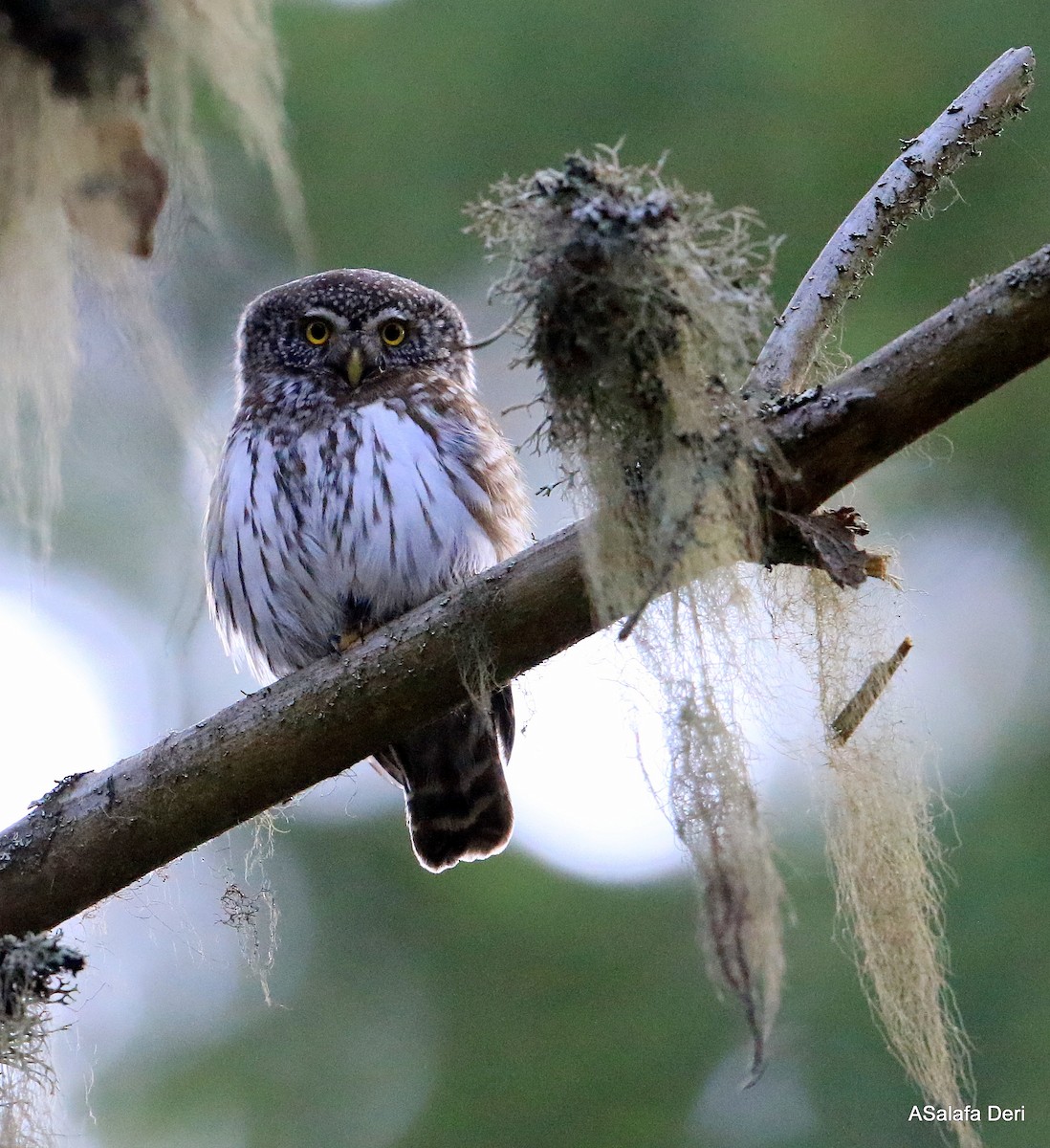 Eurasian Pygmy-Owl - Fanis Theofanopoulos (ASalafa Deri)