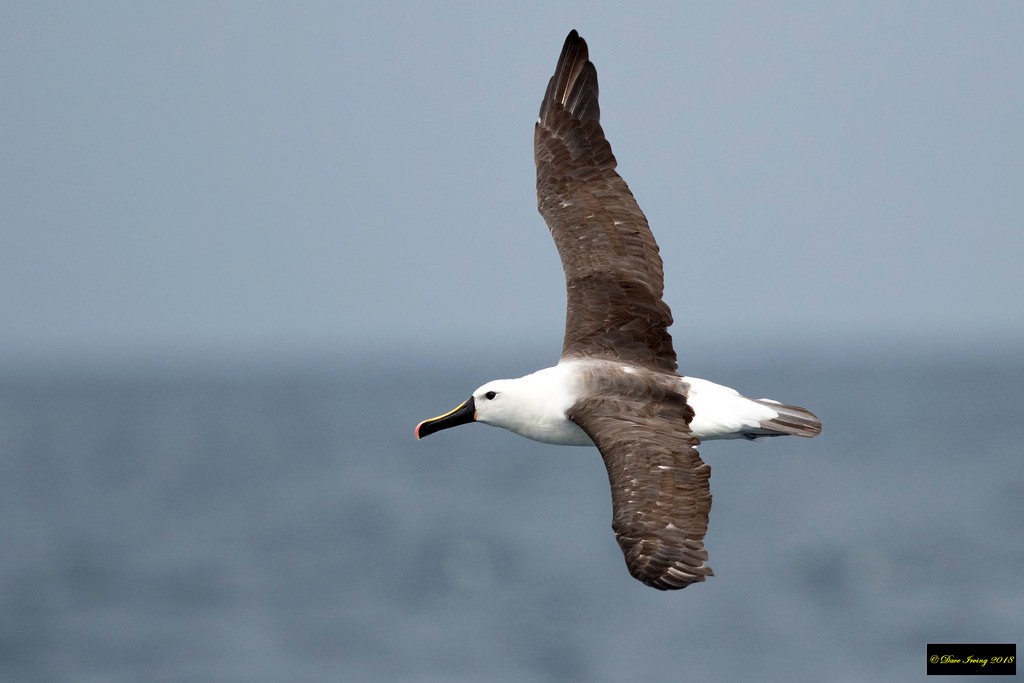 Indian Yellow-nosed Albatross - David Irving