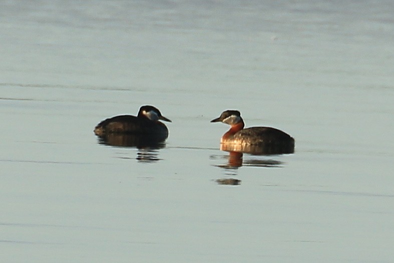 Red-necked Grebe - ML104094621