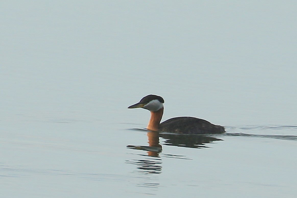 Red-necked Grebe - ML104094641