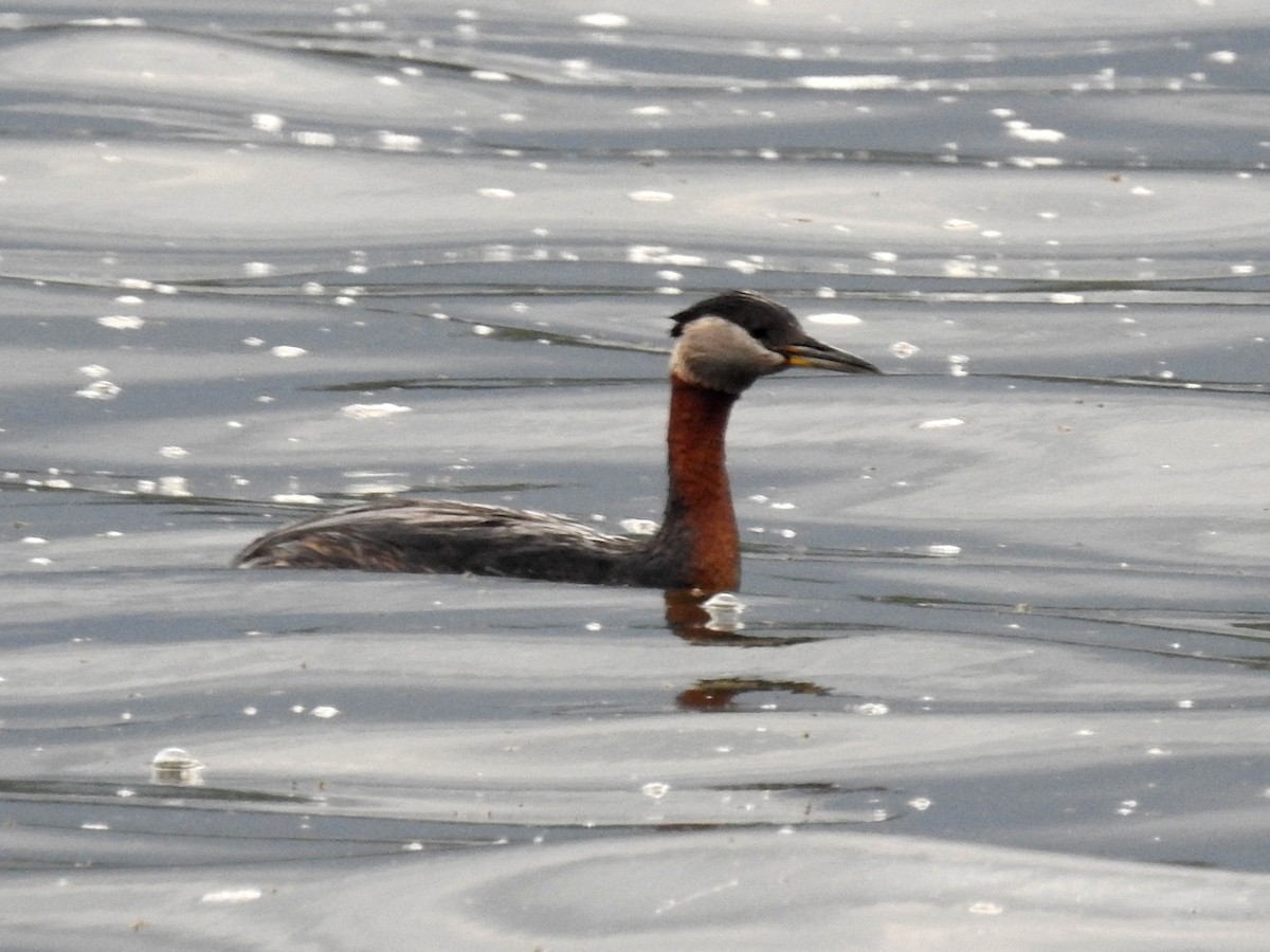 Red-necked Grebe - Ted Hogg
