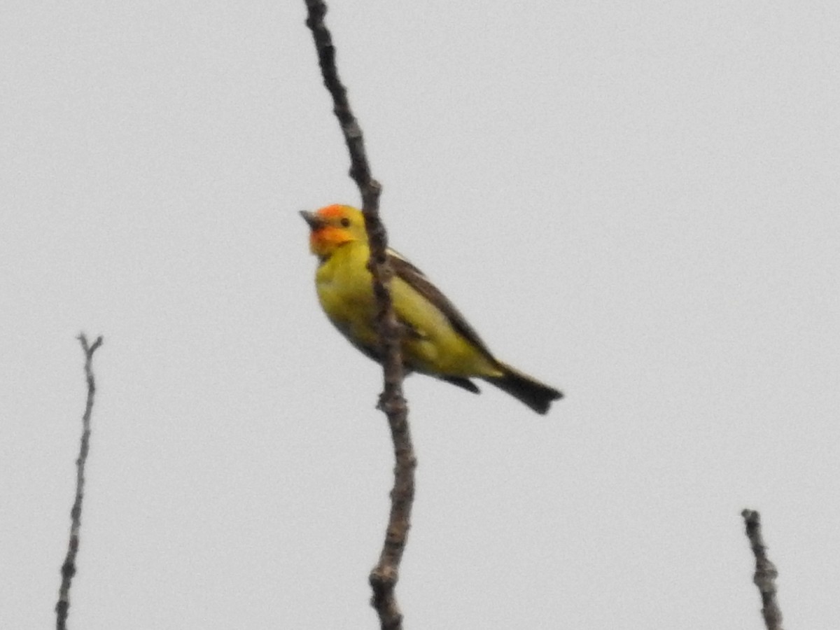 Western Tanager - Ted Hogg