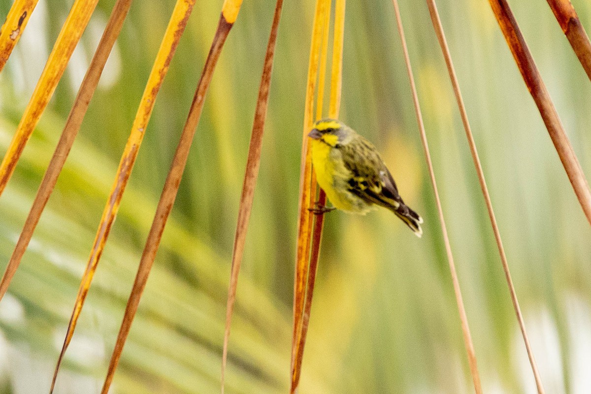 Yellow-fronted Canary - Fred Hochstaedter