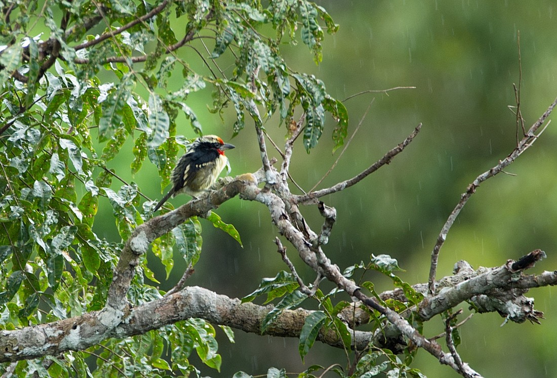Black-spotted Barbet - LUCIANO BERNARDES