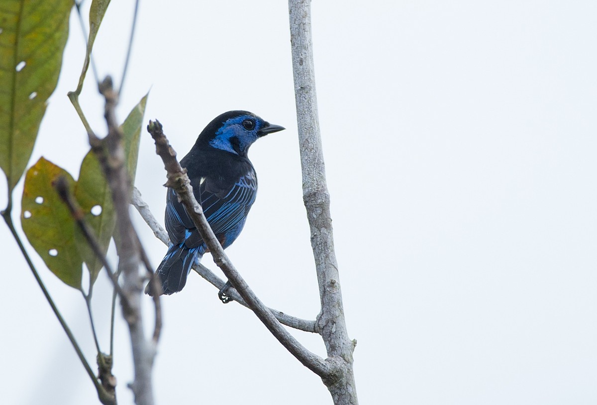Opal-rumped Tanager (Opal-rumped) - ML104099381