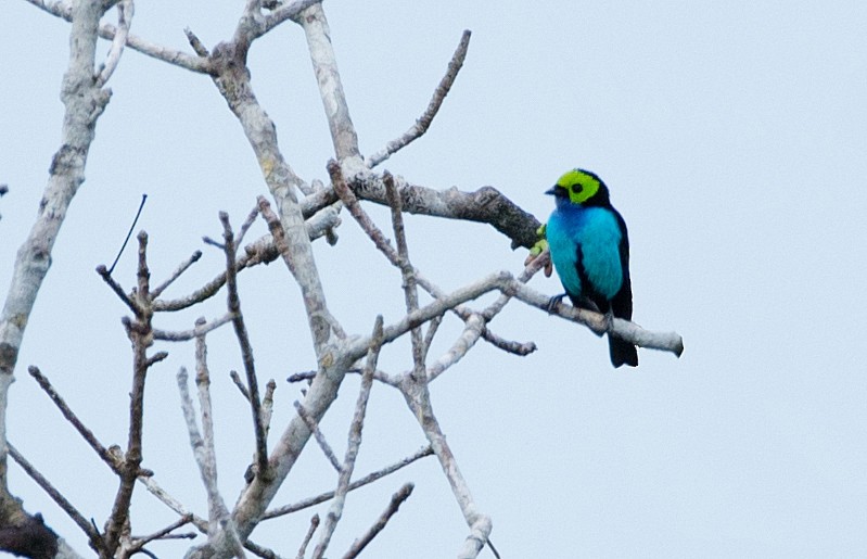 Paradise Tanager - ML104099401