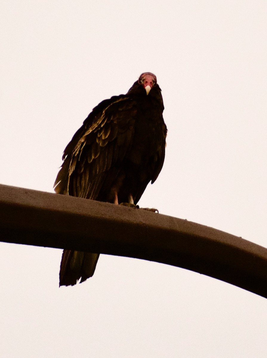 Turkey Vulture - Linda Ankerstjerne Olsen