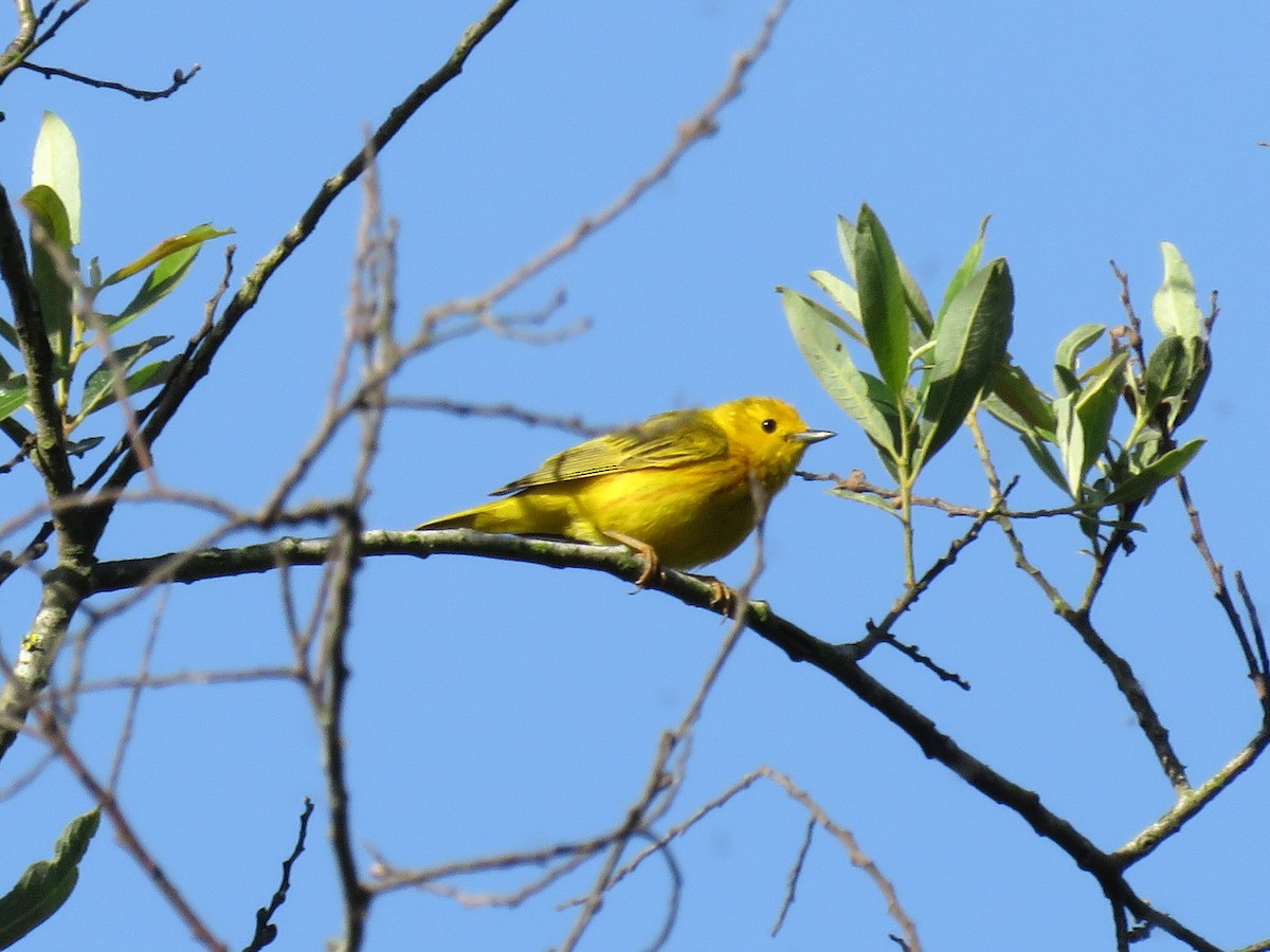 Yellow Warbler - Norman Uyeda