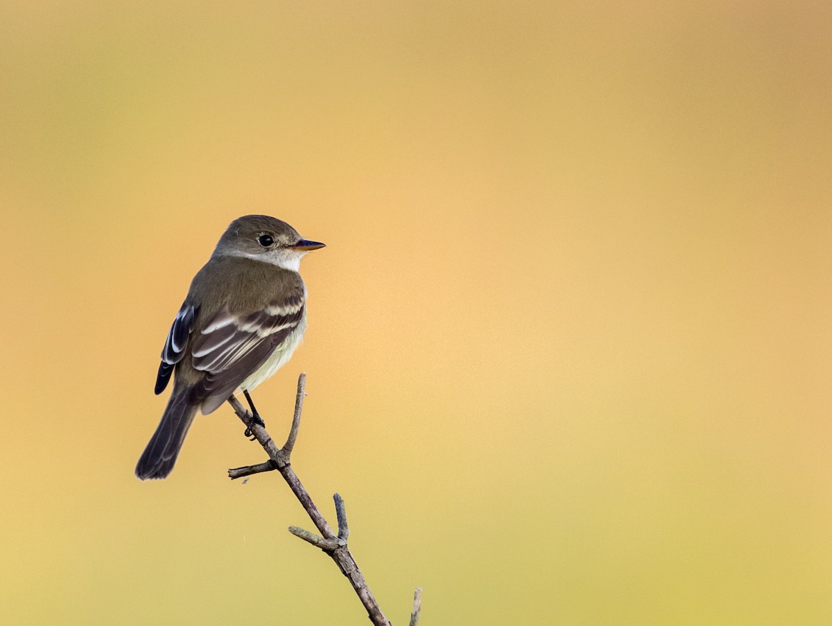 Willow Flycatcher - Jeff Timmons