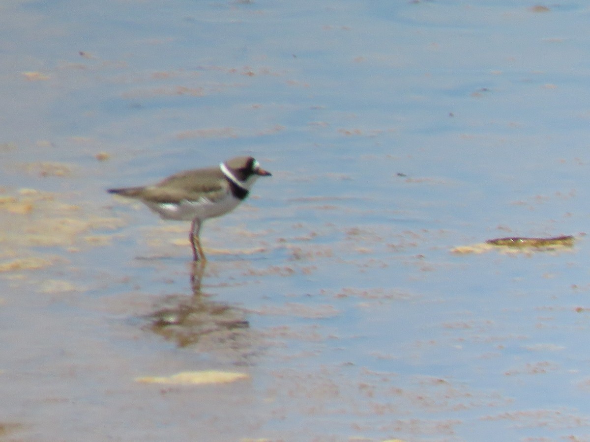 Semipalmated Plover - ML104105021