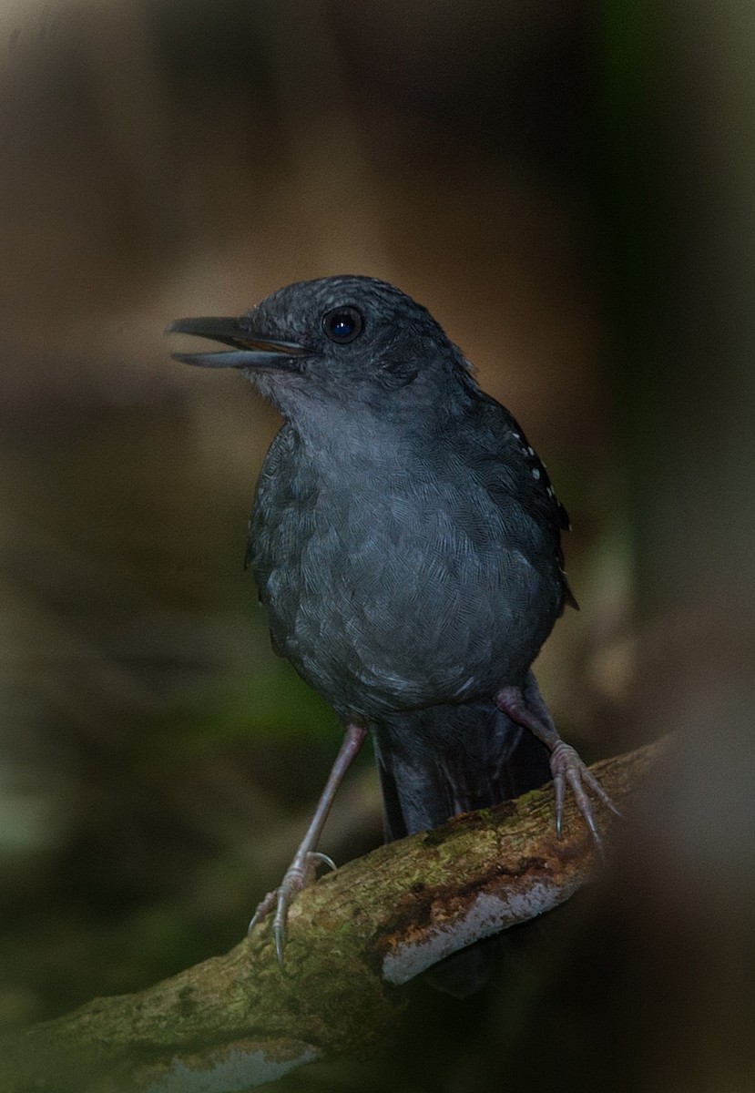 Spot-winged Antbird - LUCIANO BERNARDES