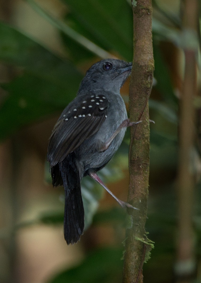 Spot-winged Antbird - LUCIANO BERNARDES