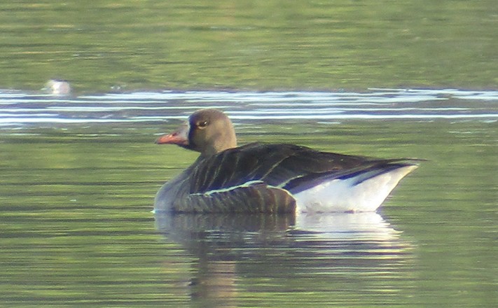 Greater White-fronted Goose - ML104107471
