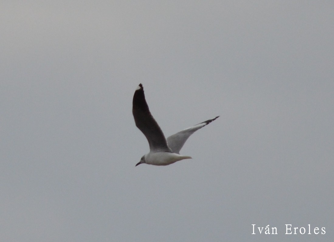 Gray-hooded Gull - Club de Observadores de Aves Reserva Ecológica Costanera Norte
