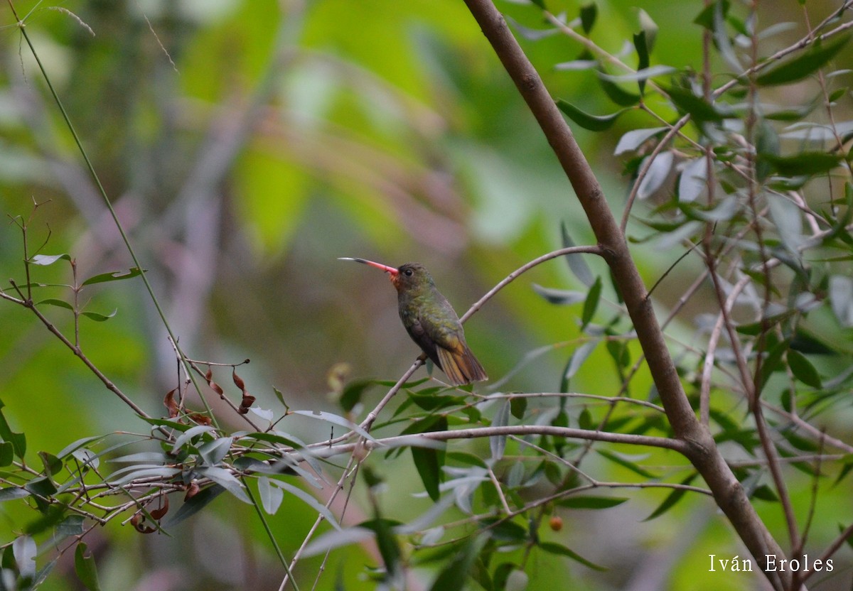 Gilded Hummingbird - Club de Observadores de Aves Reserva Ecológica Costanera Norte