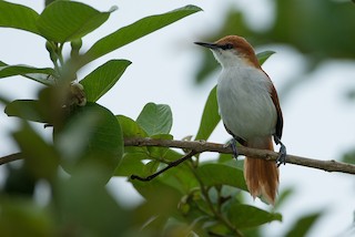  - Red-and-white Spinetail