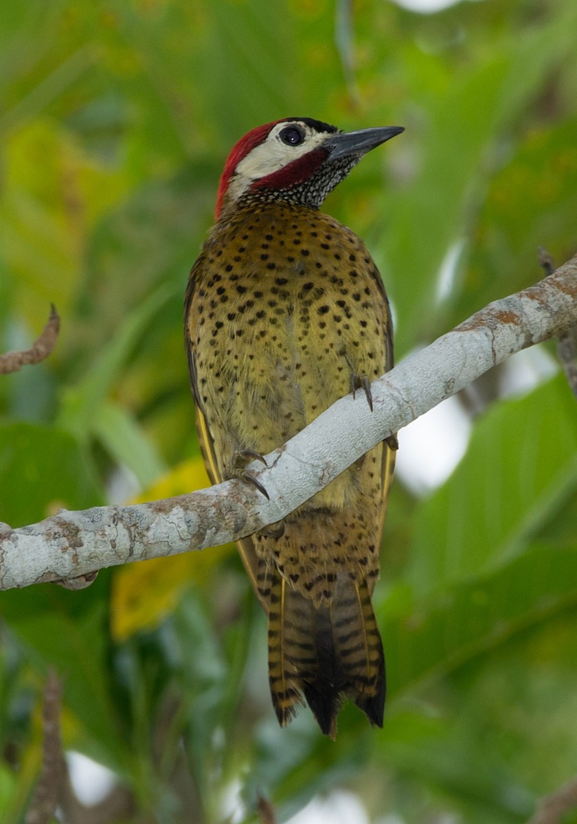 Spot-breasted Woodpecker - ML104111621