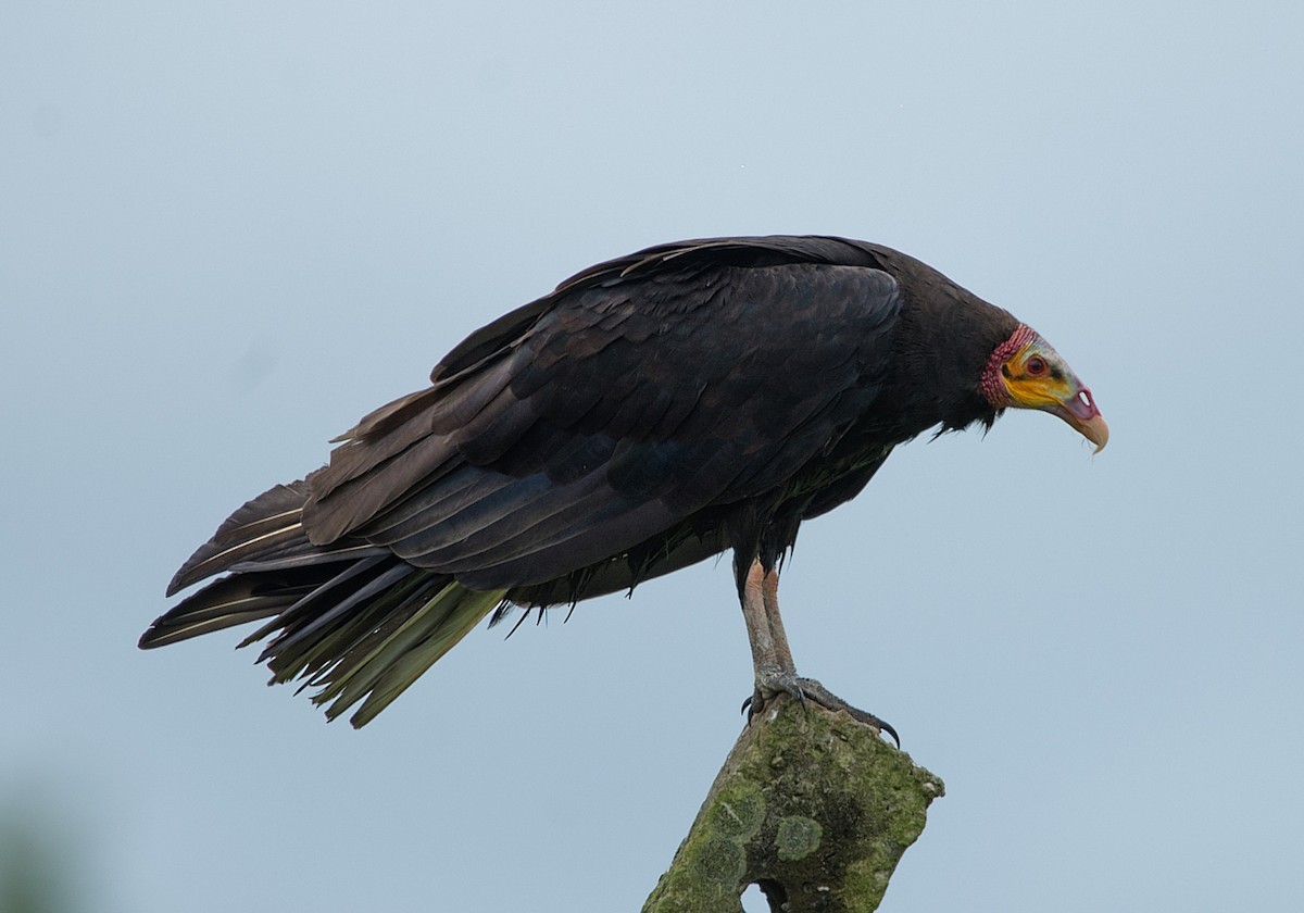 Lesser Yellow-headed Vulture - ML104112031