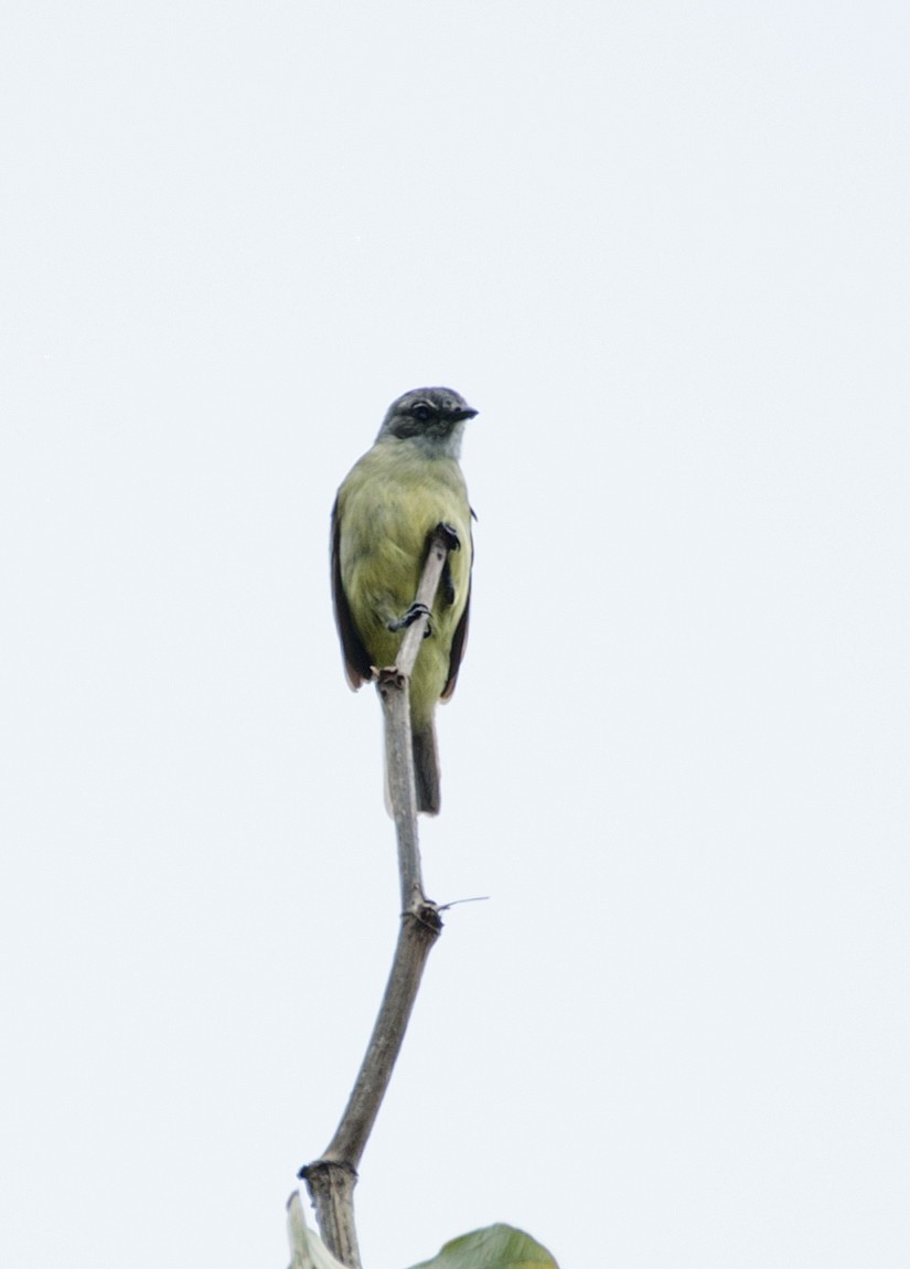 Yellow-crowned Tyrannulet - ML104112771