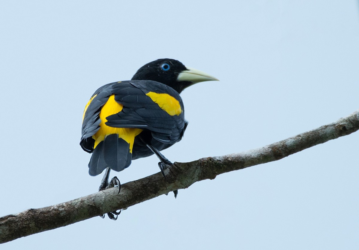 Yellow-rumped Cacique - ML104113691