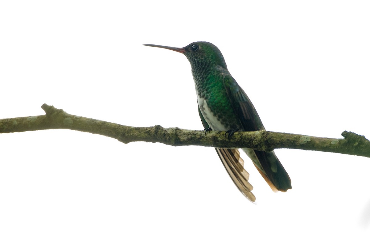 kolibřík zrcadlový - ML104114381