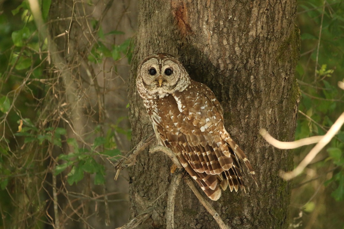 Barred Owl - ML104119971