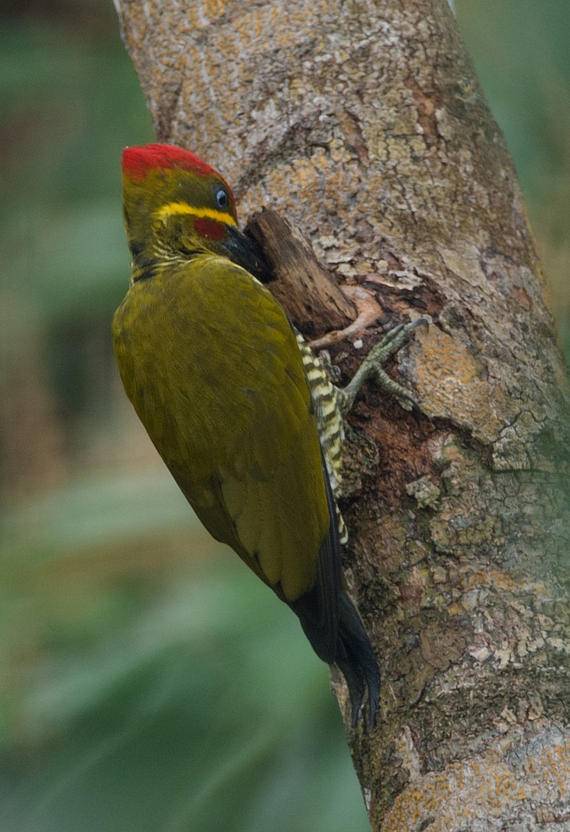 Golden-green Woodpecker (Bar-throated) - LUCIANO BERNARDES