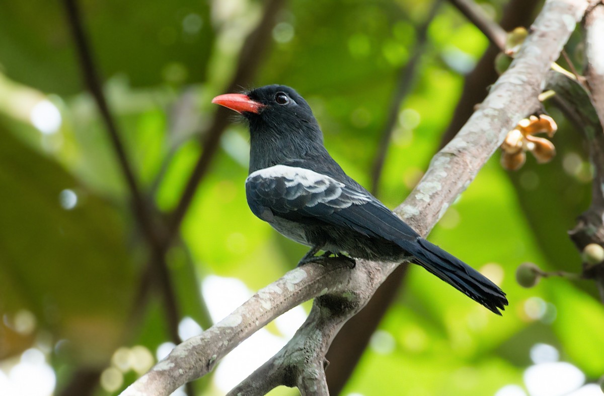 Black Nunbird - LUCIANO BERNARDES