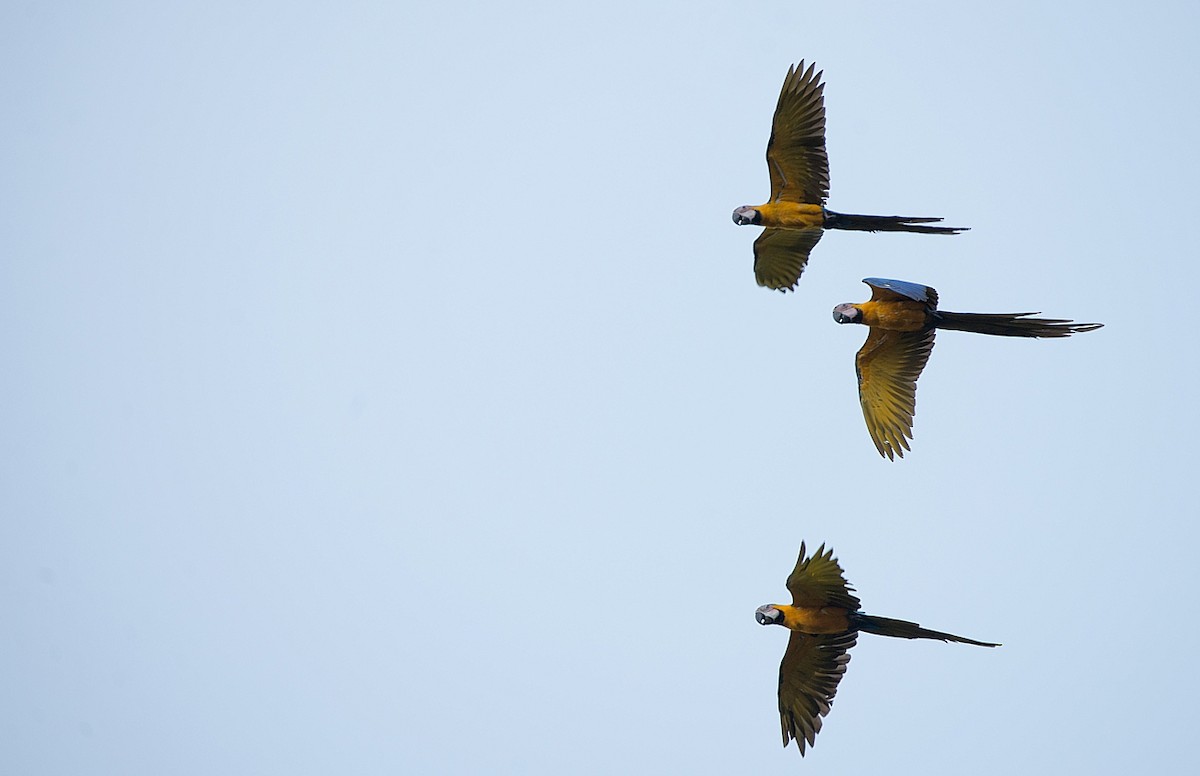 Blue-and-yellow Macaw - LUCIANO BERNARDES