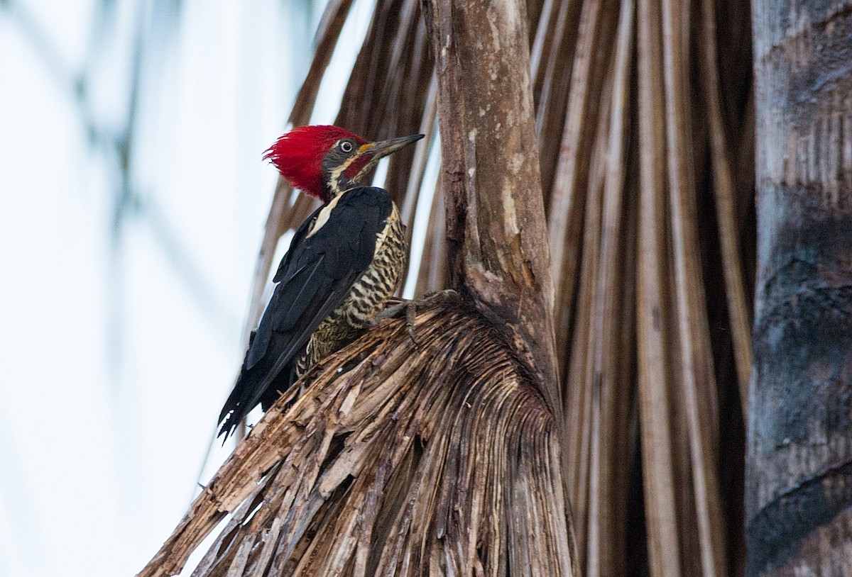 Lineated Woodpecker - LUCIANO BERNARDES