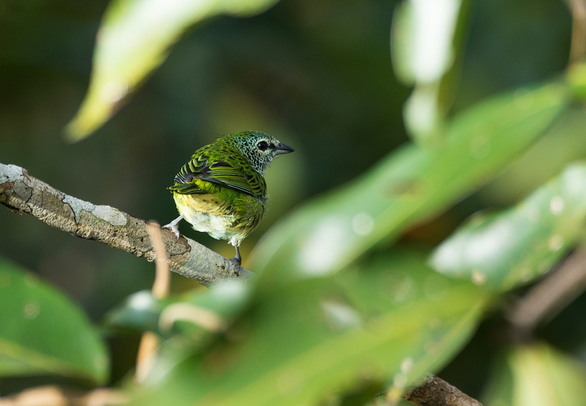 Spotted Tanager - ML104126561