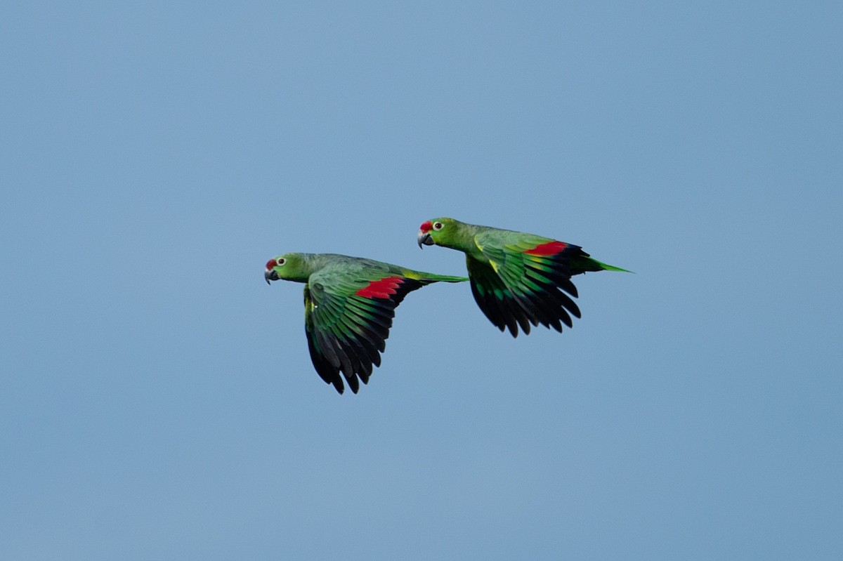 Red-lored Parrot - ML104127431