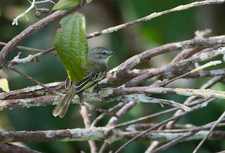  - Guianan Tyrannulet