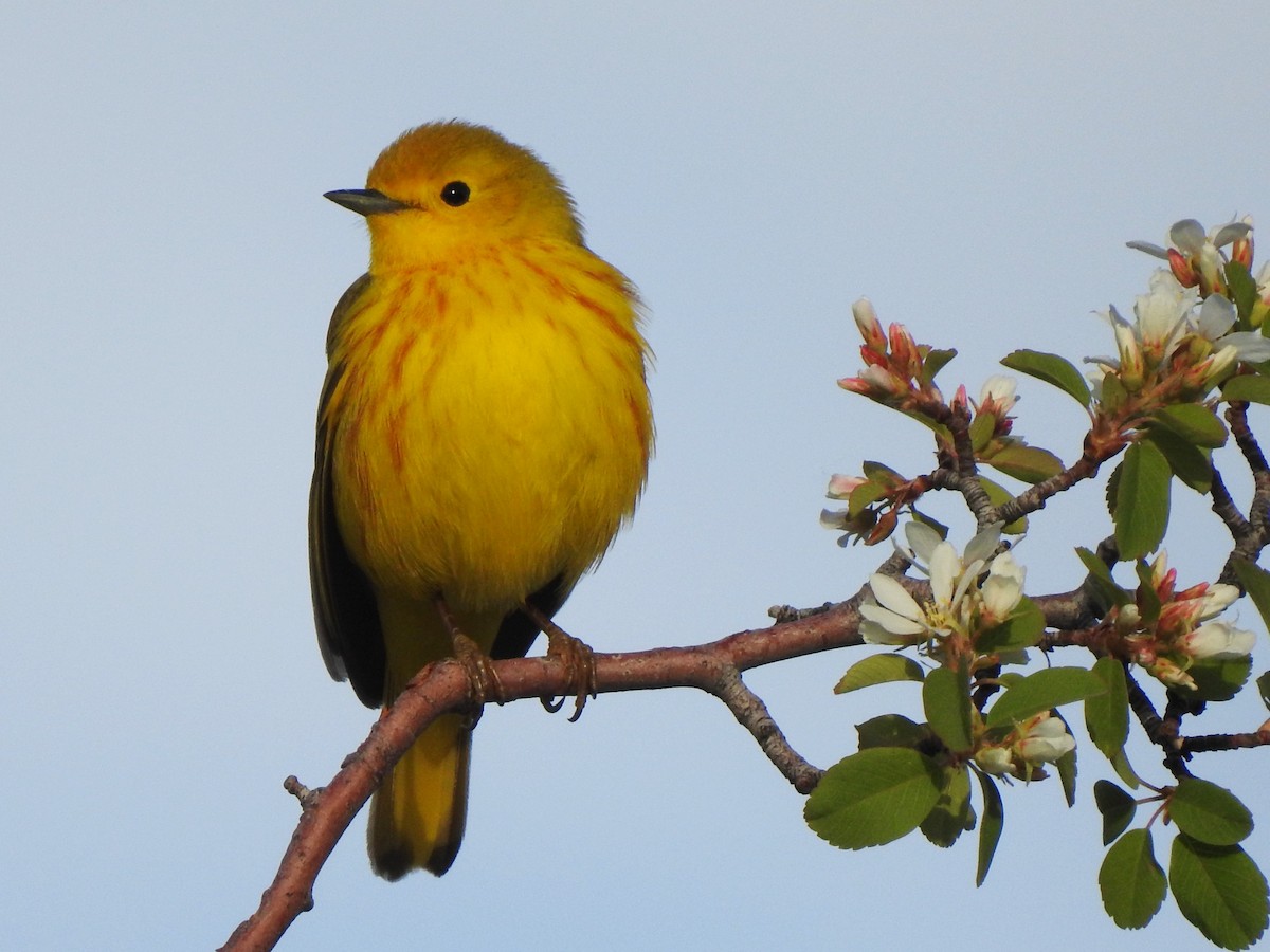 Yellow Warbler - Timothy Carstens